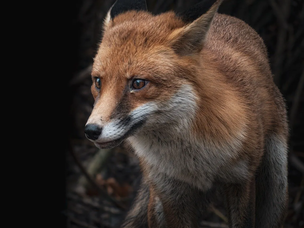 A Study on the Unique Behaviors of City-Born Red Foxes