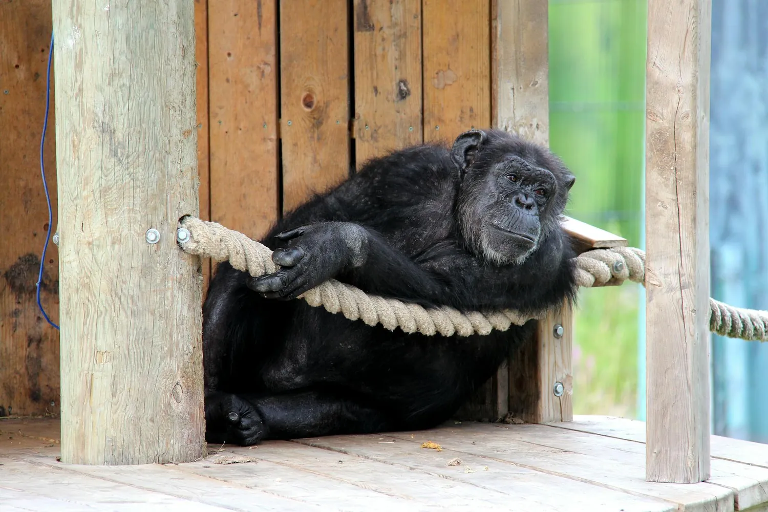 Essential Strategies for Local Communities to Create Wildlife Sanctuaries