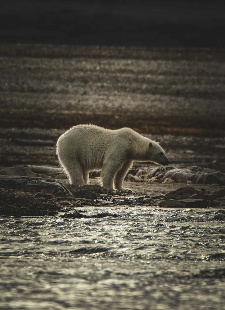 Evaluating the Relationship Between Climate Change and Polar Bear Migration Trends