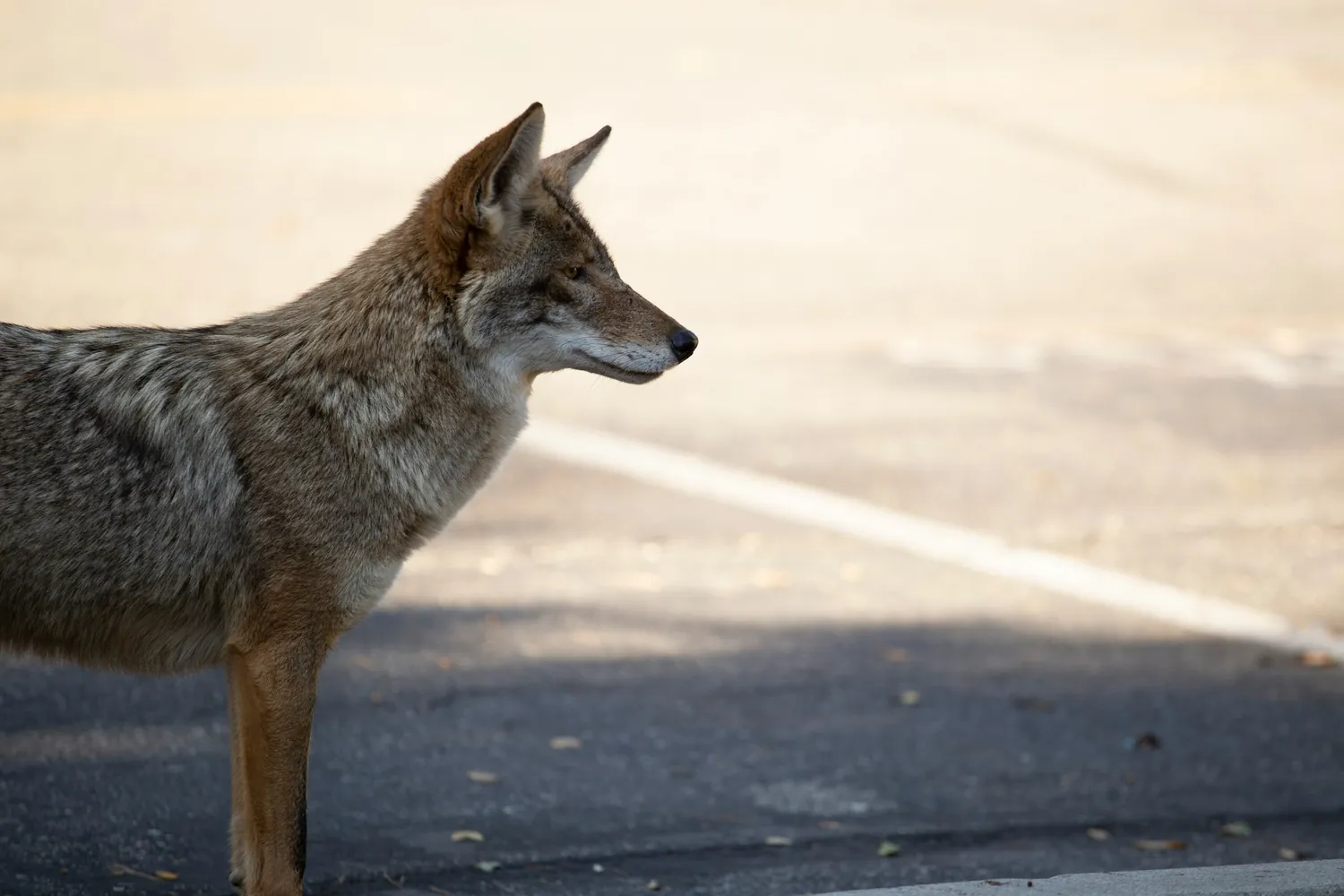 Examining the Adaptation of Coyotes to Suburban Environments in LA