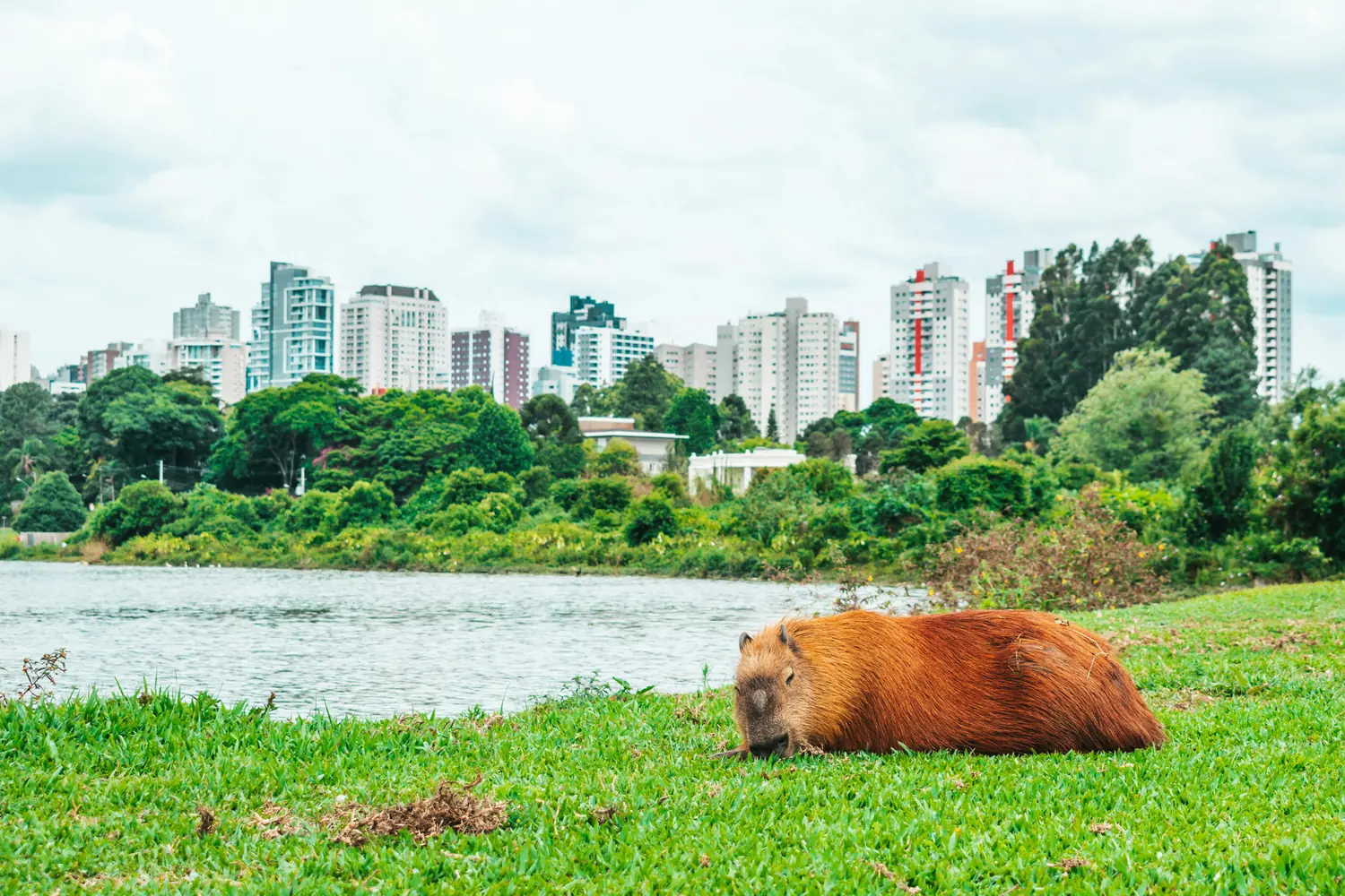 Innovative Urban Planning: Building Wildlife Pathways for City Animals