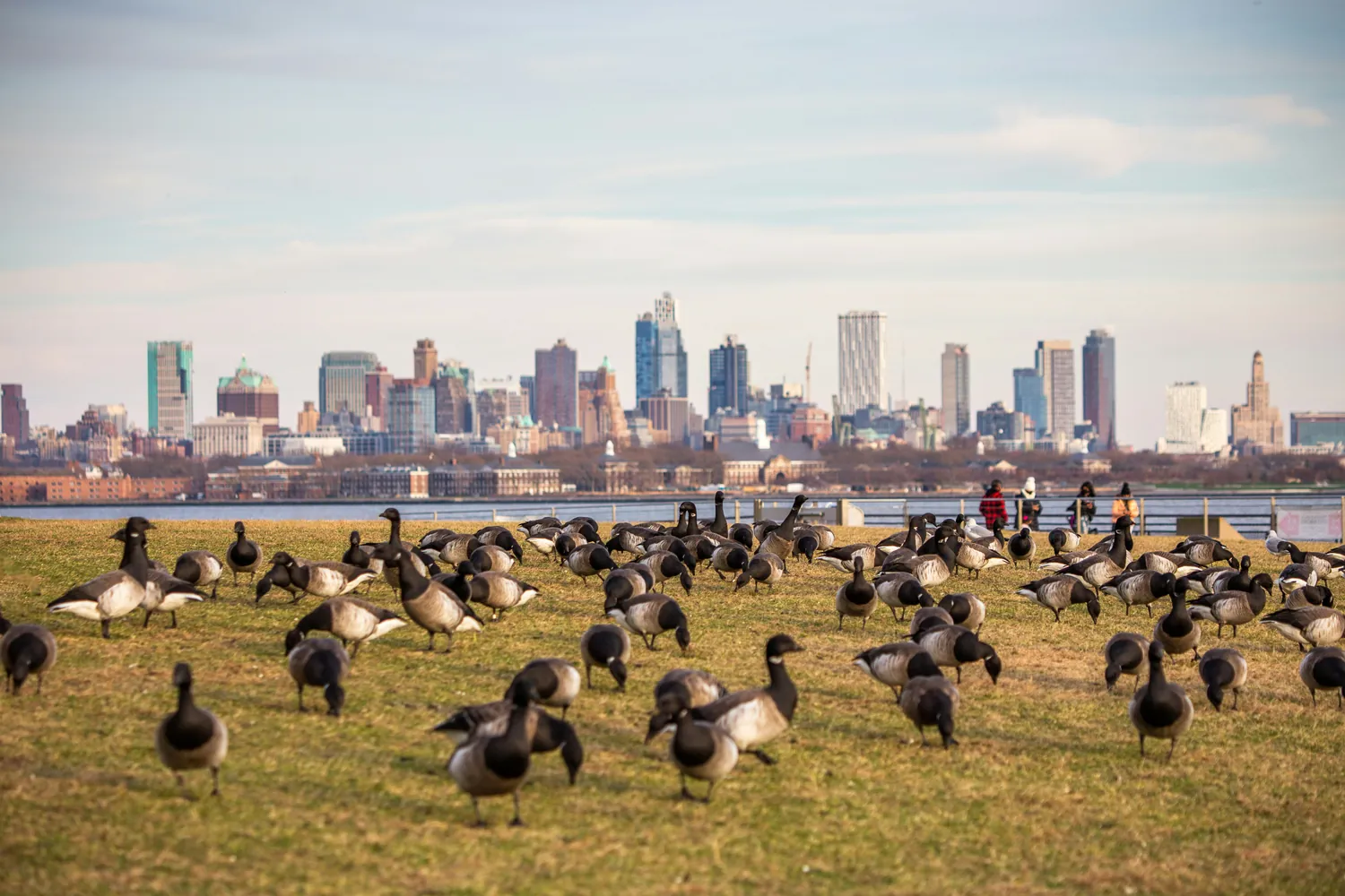 Mitigating Human-Wildlife Conflicts: Strategies for Urban Landscapes