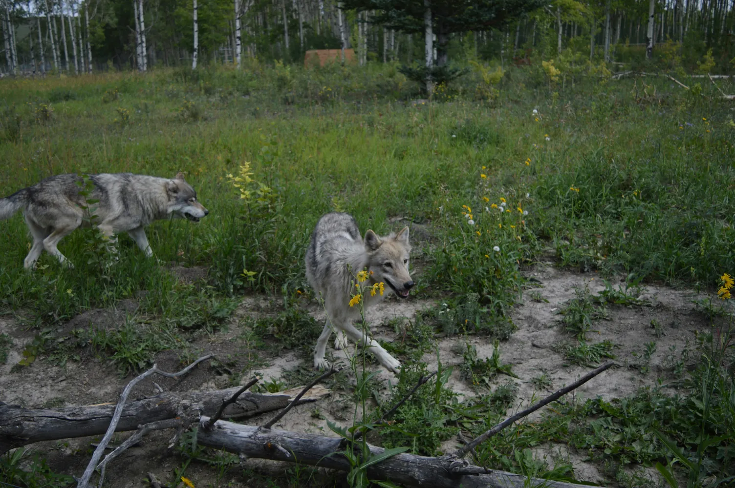 The Vital Contribution of Predators like Wolves to Ecological Stability