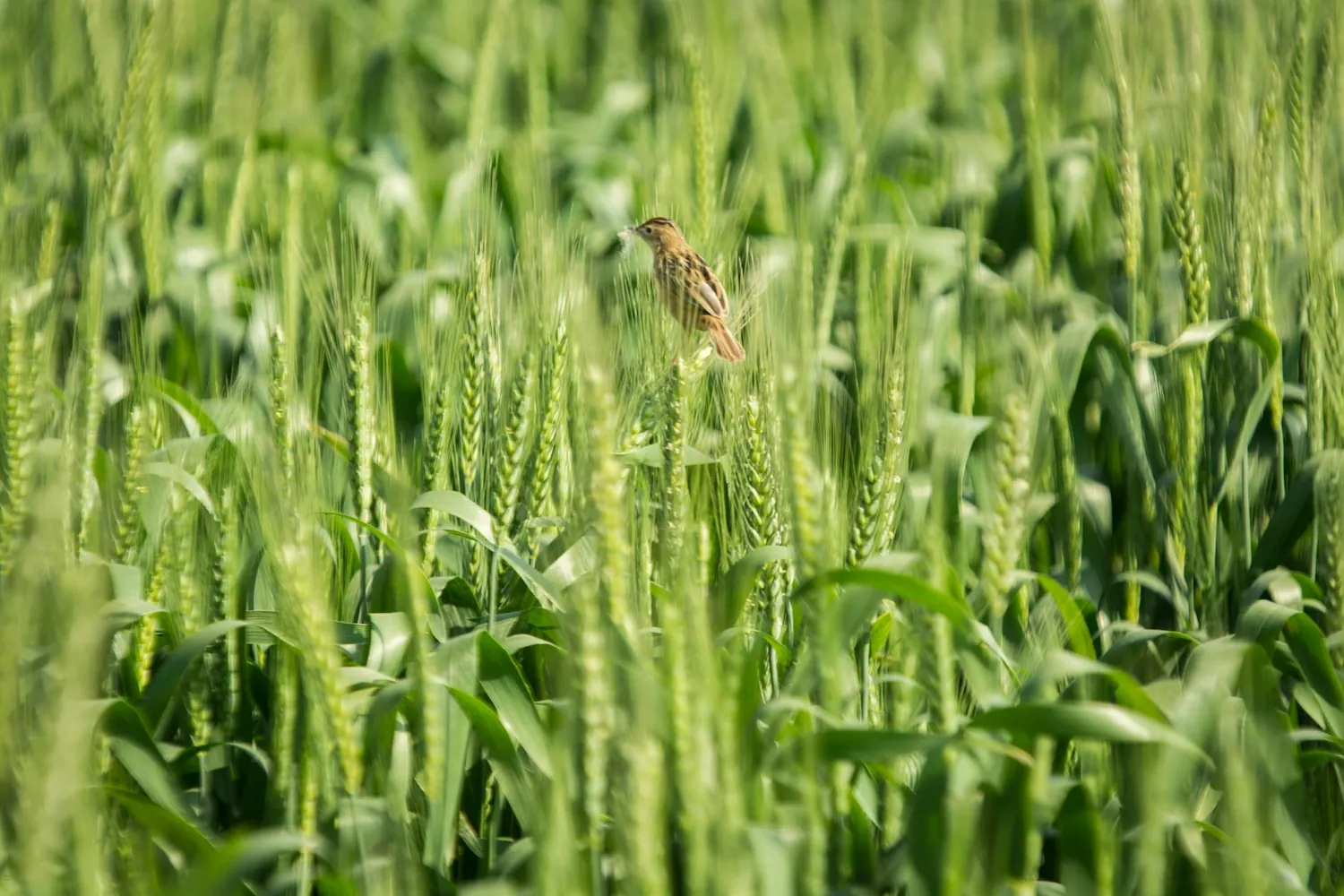 Understanding the relationship between crop production techniques and avian health metrics